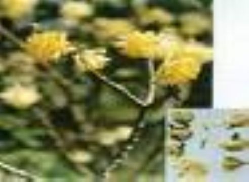  Buddleia Yellow